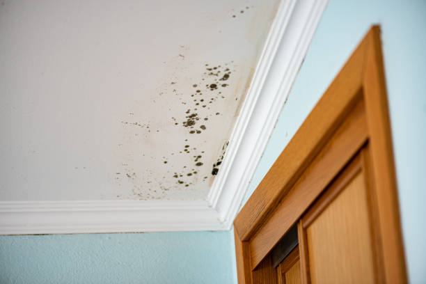 Best Mold Damage Repair  in Barnesville, MN