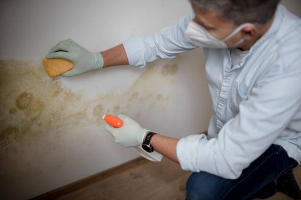 Best Professional Mold Removal  in Barnesville, MN