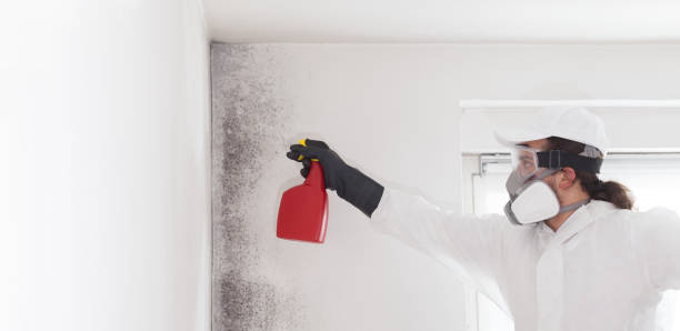 Best Local Mold Removal Service  in Barnesville, MN
