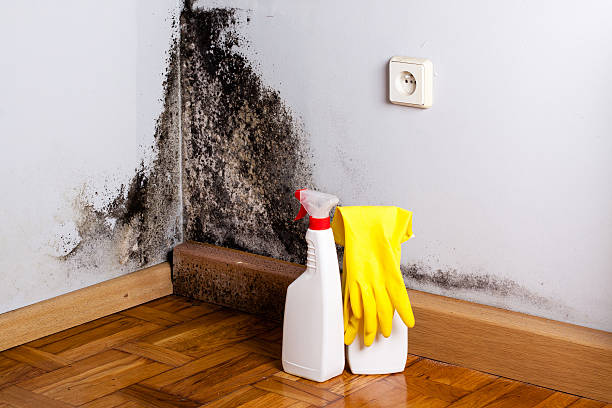Best Mold Removal Near Me  in Barnesville, MN