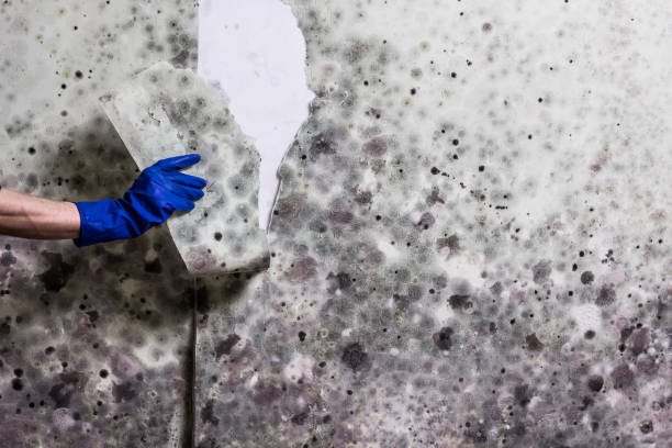 Best Best Mold Removal Companies  in Barnesville, MN