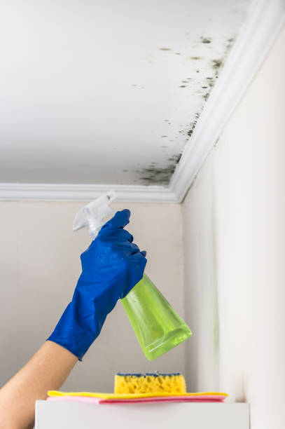 Best Mold Inspection  in Barnesville, MN